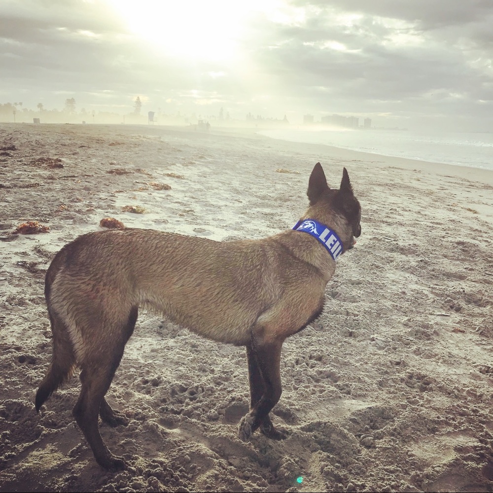 Custom Dog Collars! - Picture 4 of 8